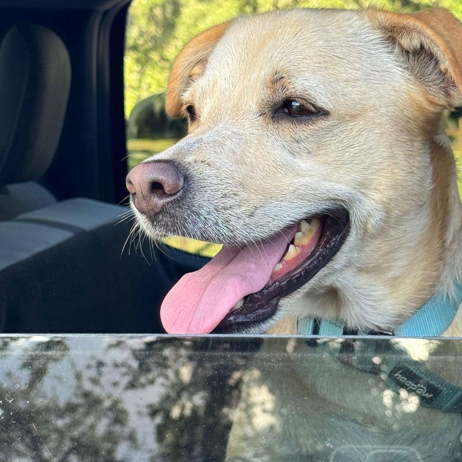 Enlarge Blondie, a Adoptable mixed breed in Waterford, CT image 2/6