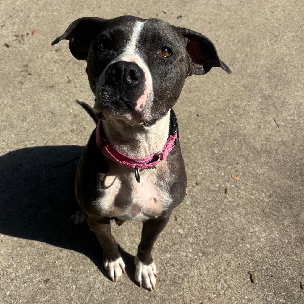 Ariel, Adoptable, Adult Female American Staffordshire Terrier.