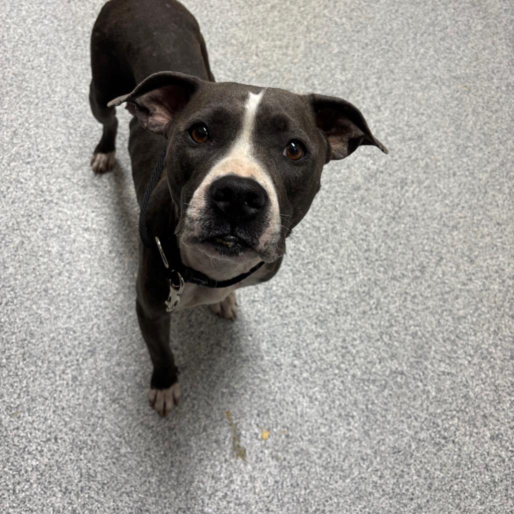 Enlarge Ariel, a Adoptable American Staffordshire Terrier in Grand Rapids, MI image 2/6