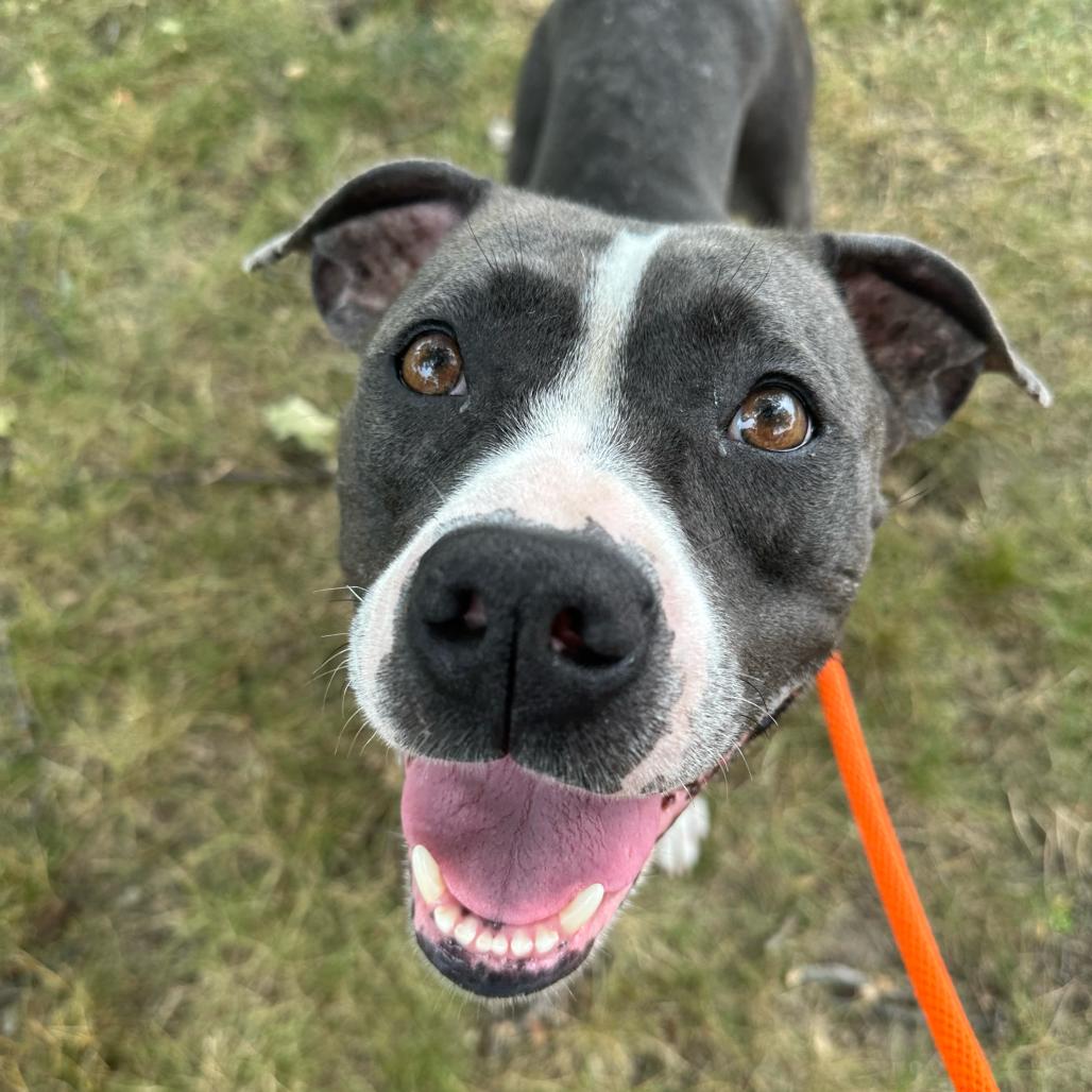 Enlarge Ariel, a Adoptable American Staffordshire Terrier in Grand Rapids, MI image 3/6