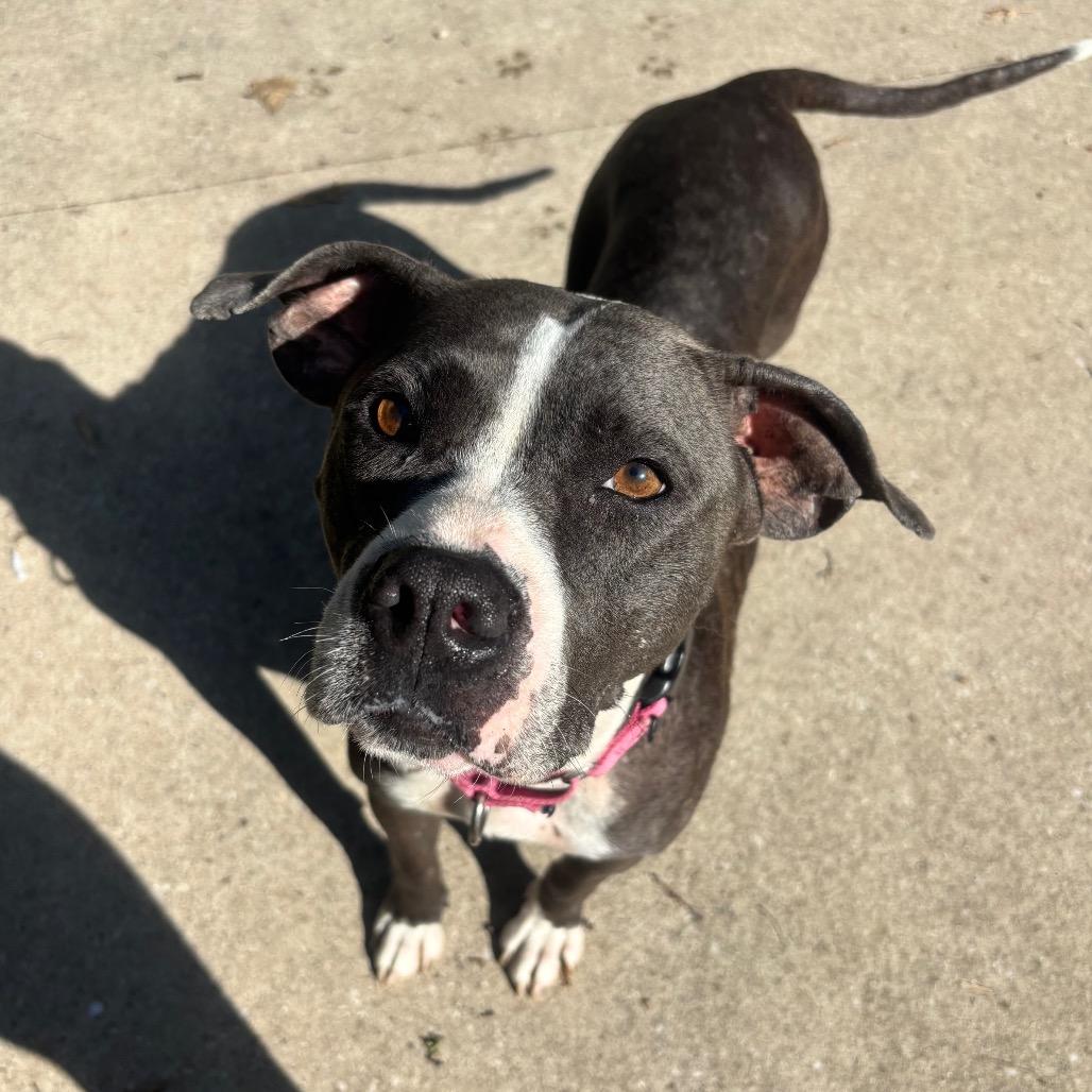 Enlarge Ariel, a Adoptable American Staffordshire Terrier in Grand Rapids, MI image 4/6