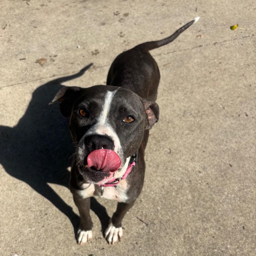 Enlarge Ariel, a Adoptable American Staffordshire Terrier in Grand Rapids, MI image 5/6