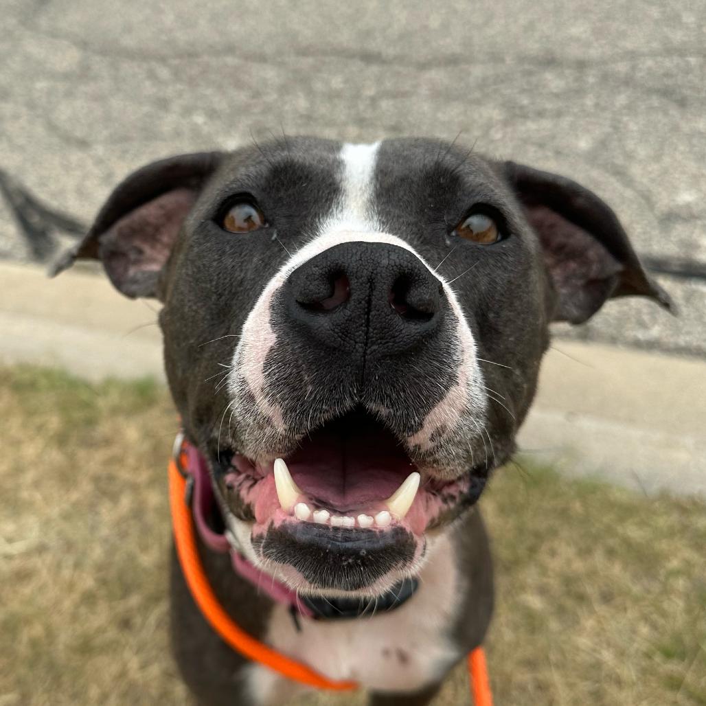 Enlarge Ariel, a Adoptable American Staffordshire Terrier in Grand Rapids, MI image 6/6