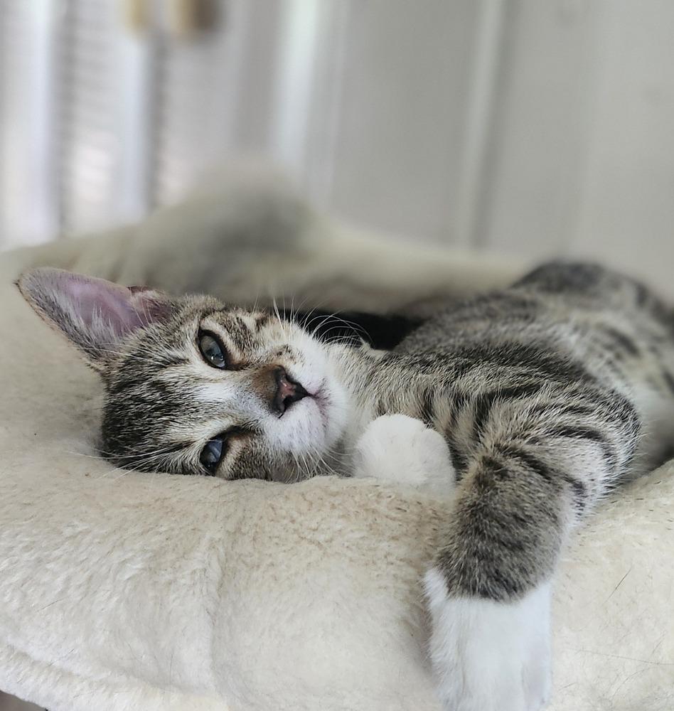 Winnie, Adoptable, Kitten Female Domestic Short Hair.