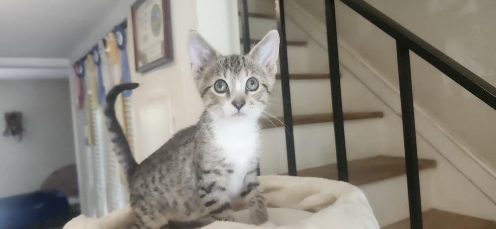 Enlarge Winnie, a Adoptable Domestic Short Hair in Henrico, VA image 2/3
