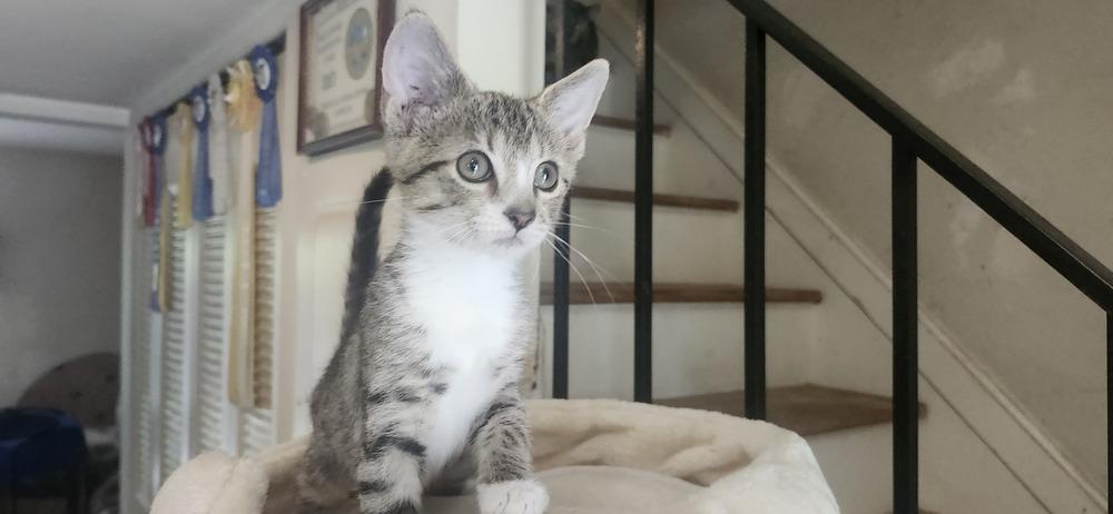 Enlarge Winnie, a Adoptable Domestic Short Hair in Henrico, VA image 3/3