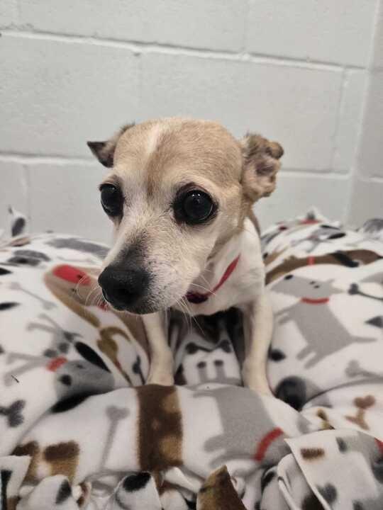 Daisy (In Foster), Adoptable, Senior Female Chihuahua.