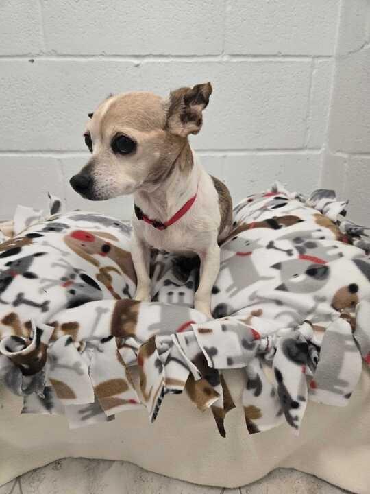 Enlarge Daisy (In Foster), a Adoptable Chihuahua in New Orleans, LA image 3/4