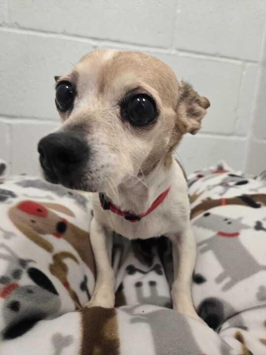 Enlarge Daisy (In Foster), a Adoptable Chihuahua in New Orleans, LA image 4/4