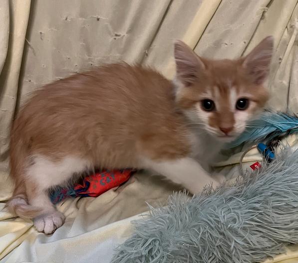 Enlarge Frehley, an adopted Domestic Short Hair in Connelly Springs, NC image 1/5