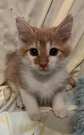 Enlarge Frehley, an adopted Domestic Short Hair in Connelly Springs, NC image 2/5