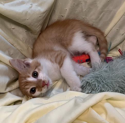 Enlarge Frehley, an adopted Domestic Short Hair in Connelly Springs, NC image 3/5