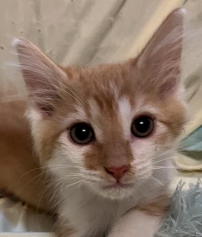 Enlarge Frehley, an adopted Domestic Short Hair in Connelly Springs, NC image 4/5