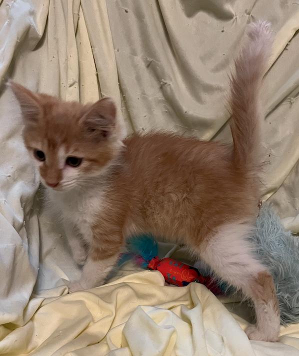 Enlarge Frehley, an adopted Domestic Short Hair in Connelly Springs, NC image 5/5