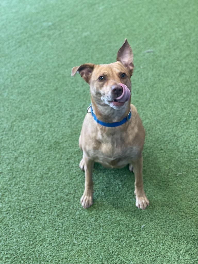 Enlarge Cleo, a Adoptable Mixed Breed in Minot, ND image 1/5