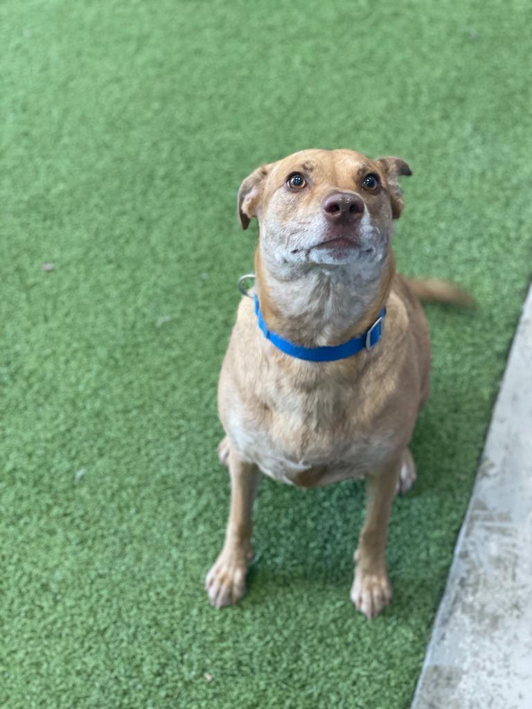 Enlarge Cleo, a Adoptable Mixed Breed in Minot, ND image 2/5