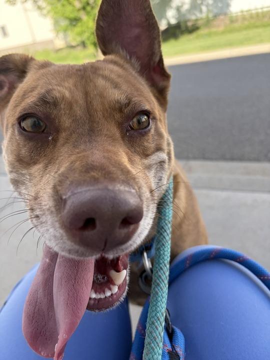 Enlarge Cleo, a Adoptable Mixed Breed in Minot, ND image 3/5