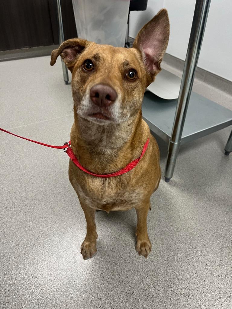Enlarge Cleo, a Adoptable Mixed Breed in Minot, ND image 1/1