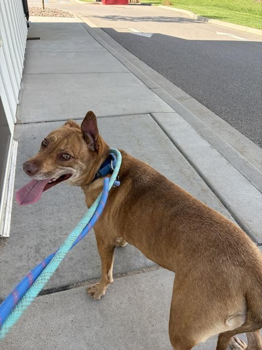 Enlarge Cleo, a Adoptable Mixed Breed in Minot, ND image 5/5