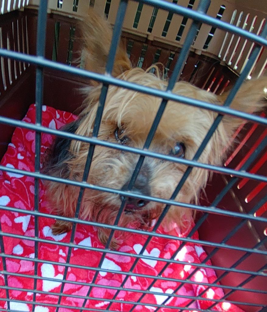 Enlarge Marina, a Adoptable Yorkshire Terrier in Saint Clairsville, OH image 1/1