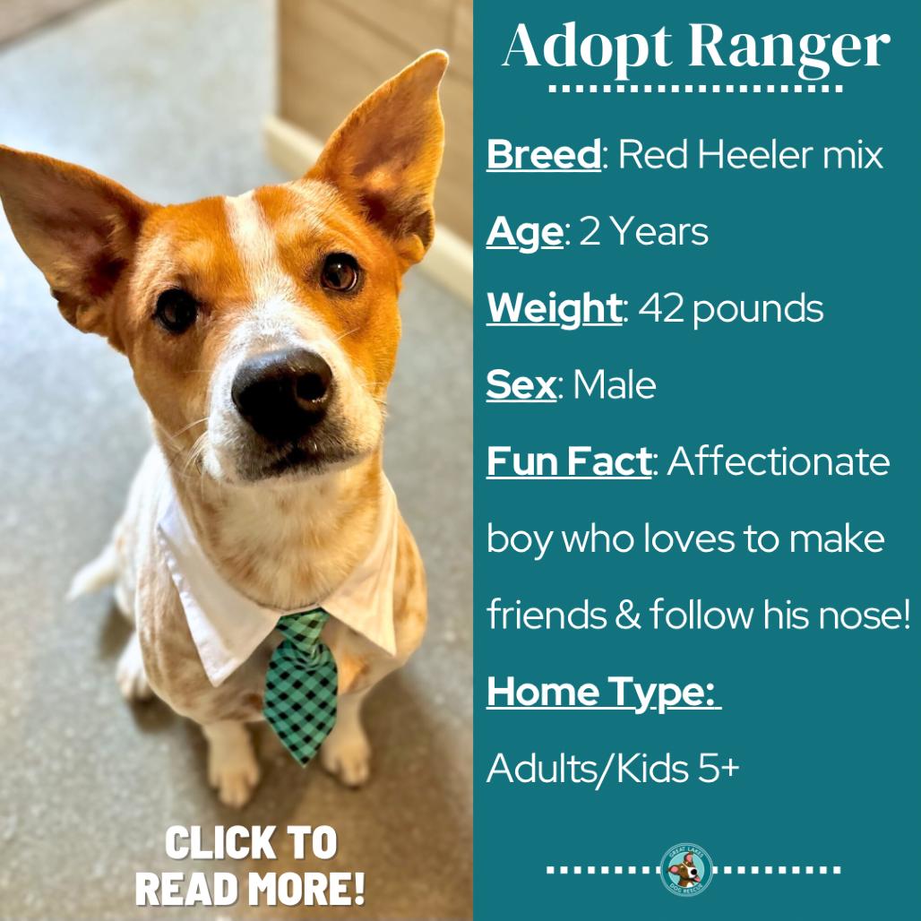 Enlarge Ranger, a Adoptable mixed breed in Metamora, MI image 1/6