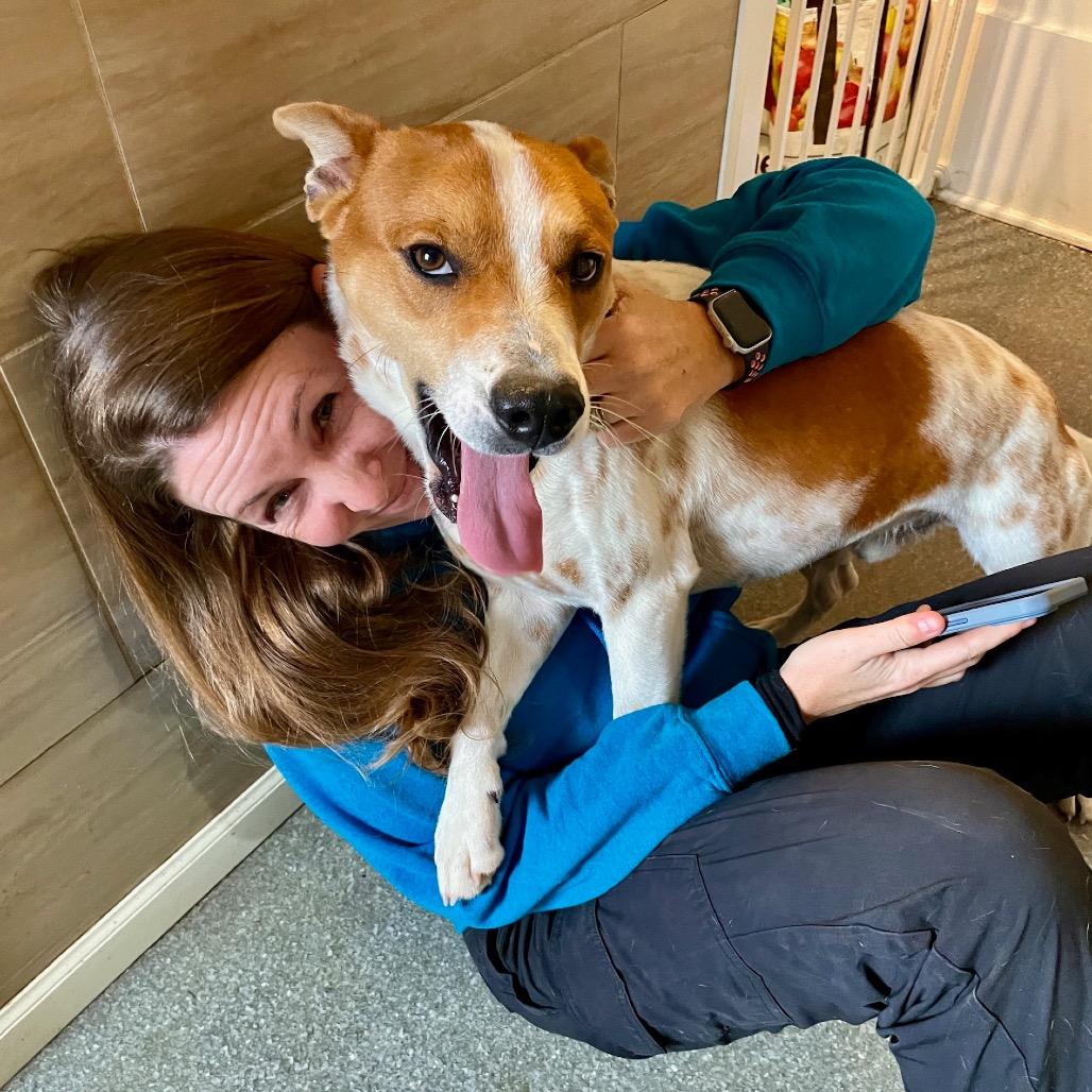Ranger, Adoptable, Adult Male Cattle Dog & Mixed Breed.