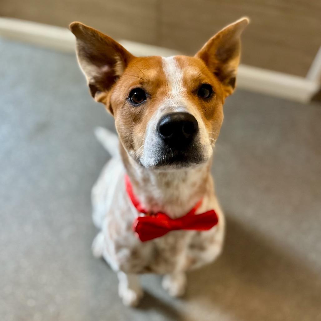 Enlarge Ranger, a Adoptable mixed breed in Metamora, MI image 3/6