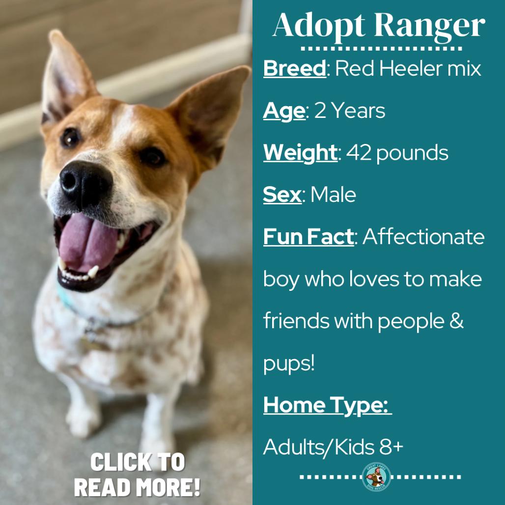Enlarge Ranger, a Adoptable mixed breed in Metamora, MI image 3/6