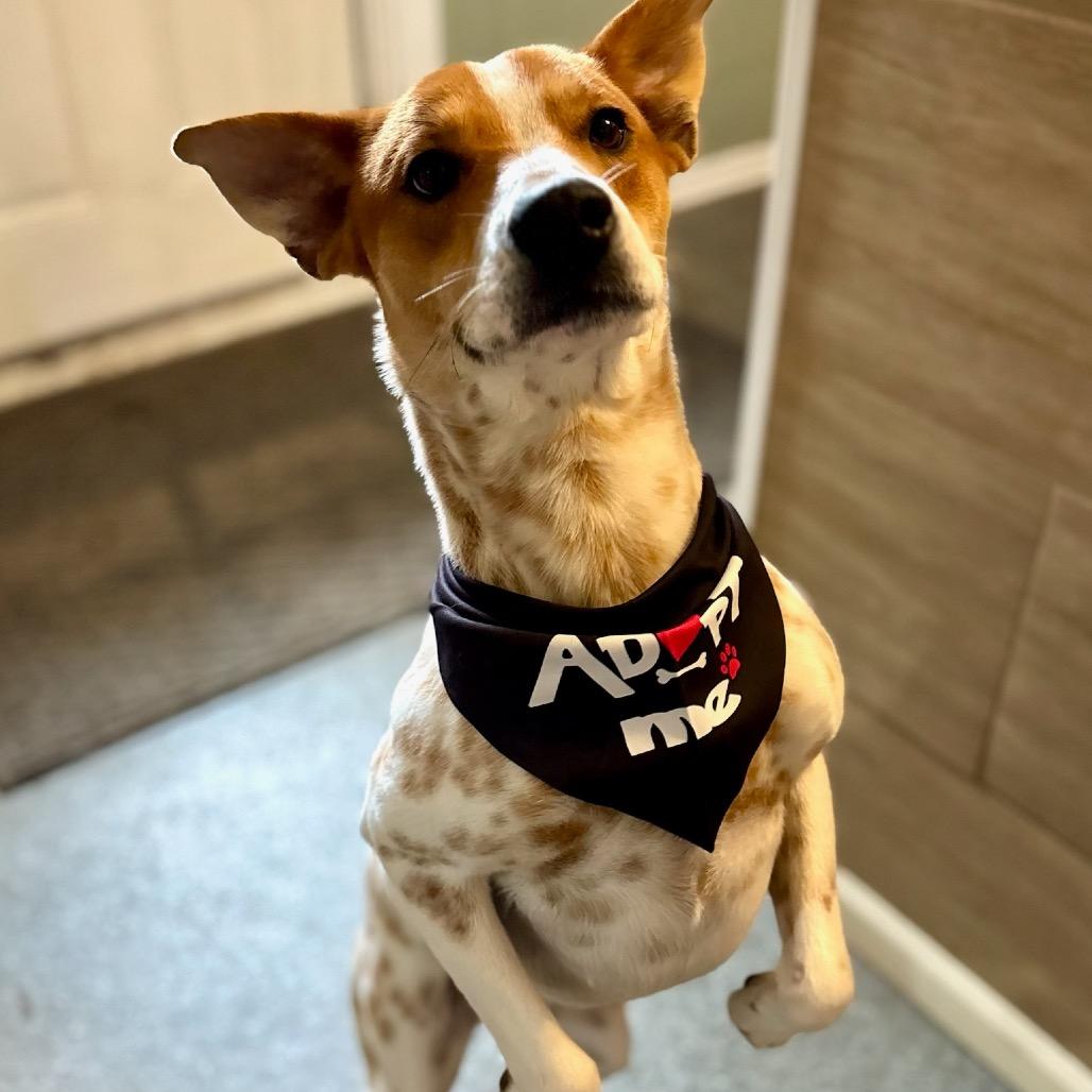 Enlarge Ranger, a Adoptable mixed breed in Metamora, MI image 4/6