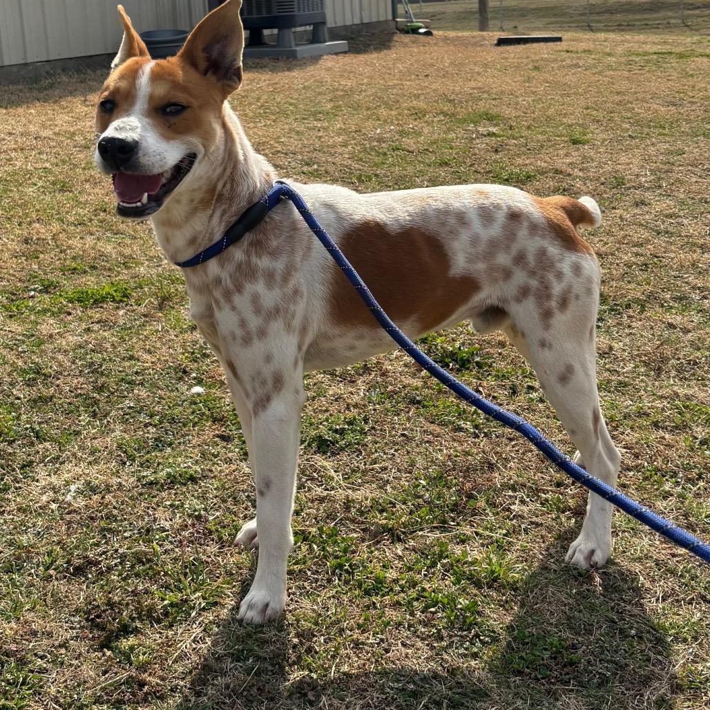 Enlarge Ranger, a Adoptable mixed breed in Metamora, MI image 5/6