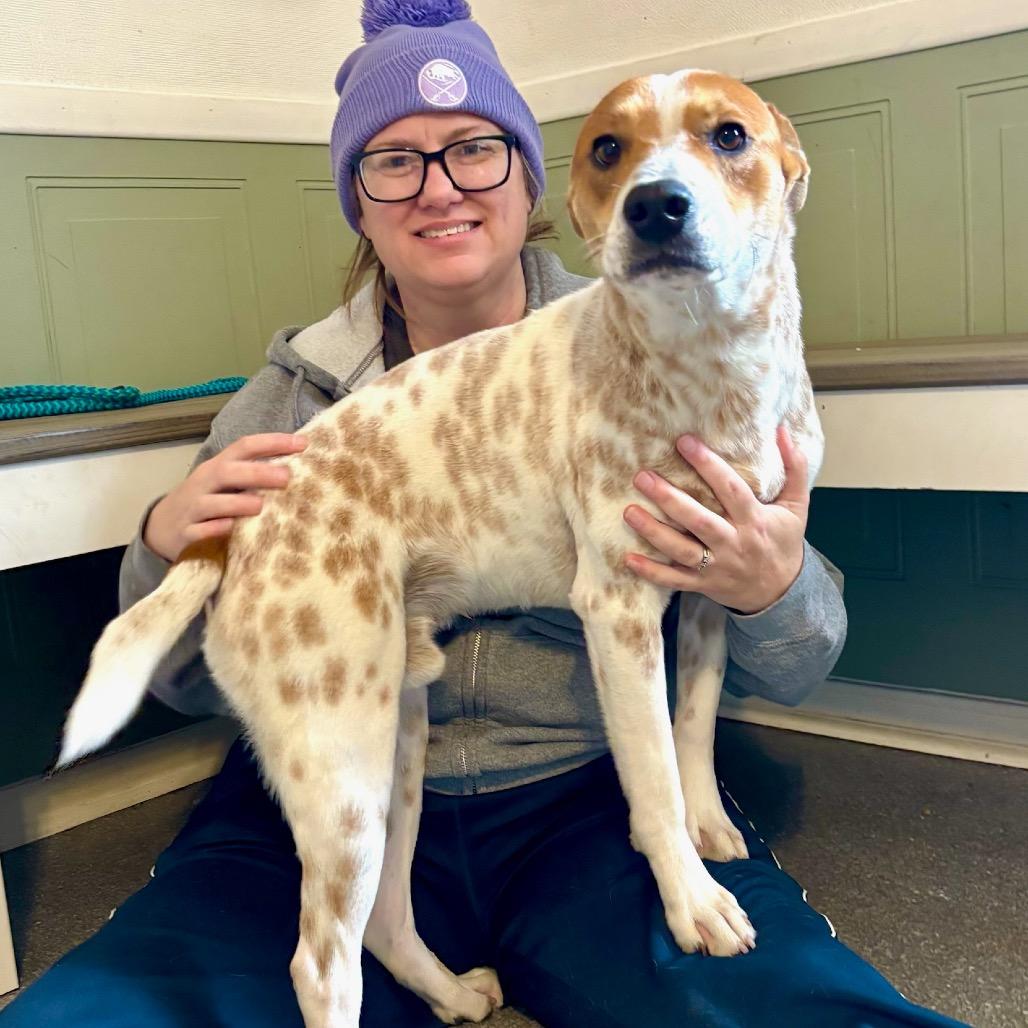 Enlarge Ranger, a Adoptable mixed breed in Metamora, MI image 6/6