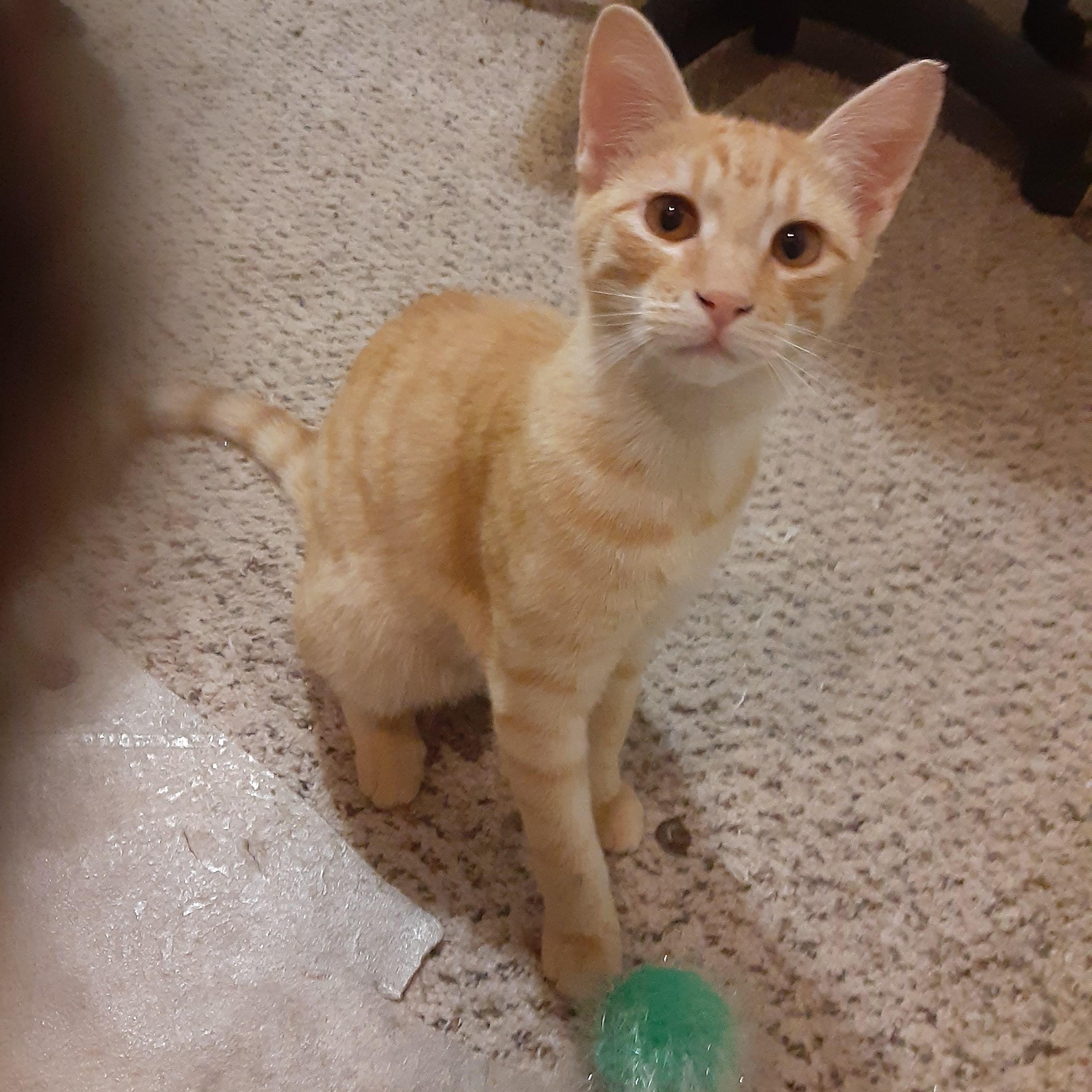Cheeto, Adopted, Young Male Domestic Short Hair.