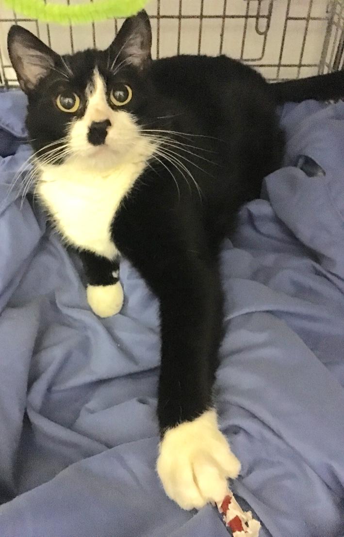 Enlarge Sake, a Adoptable Tuxedo in Kansas City, MO image 1/3