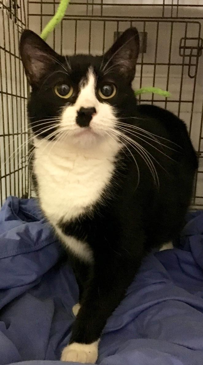 Enlarge Sake, a Adoptable Tuxedo in Kansas City, MO image 2/3