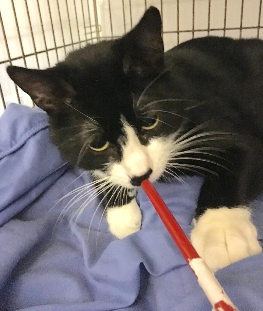 Enlarge Sake, a Adoptable Tuxedo in Kansas City, MO image 3/3