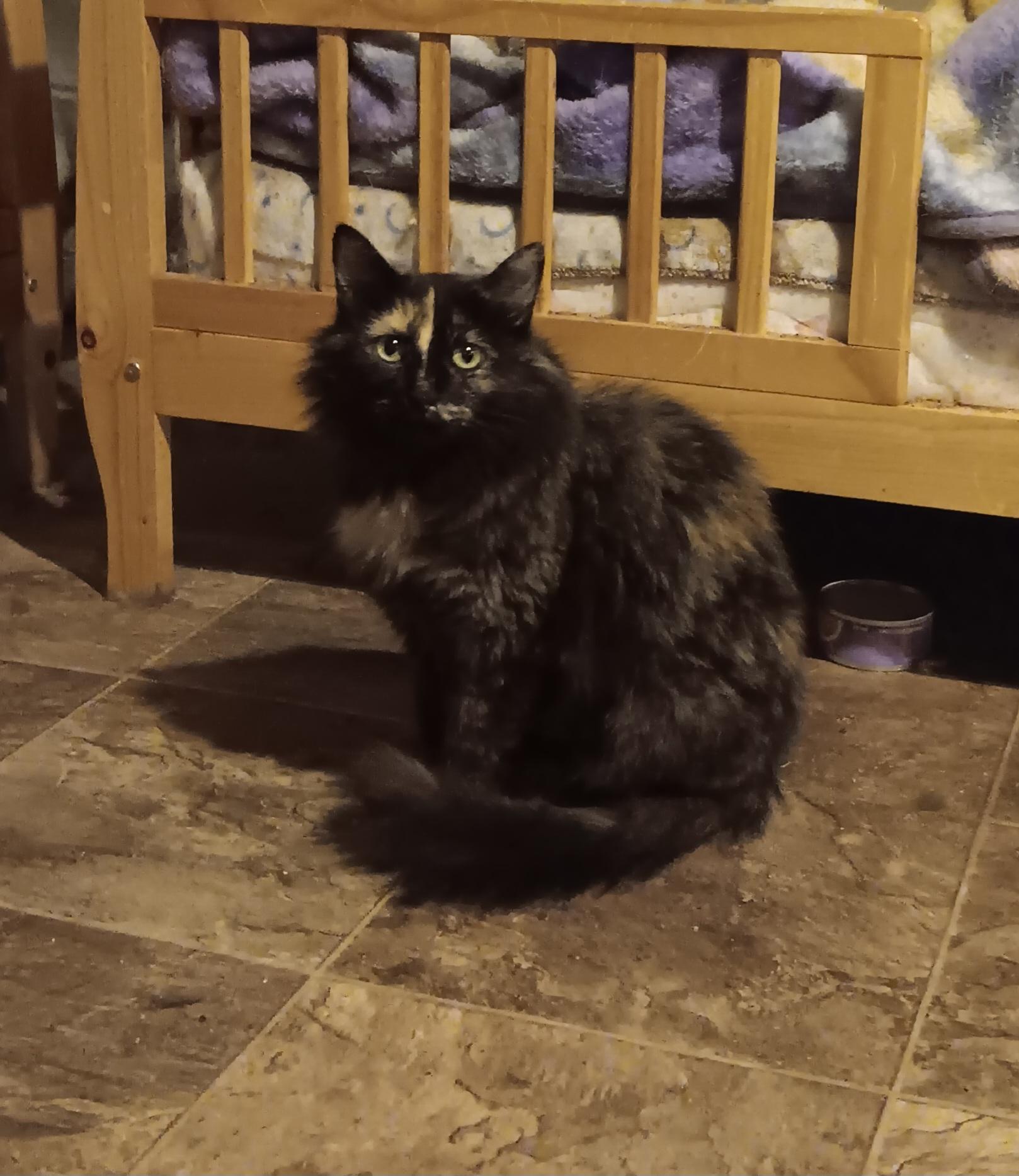Cinder, ADOPTABLE, Adult Female Maine Coon & Domestic Long Hair.