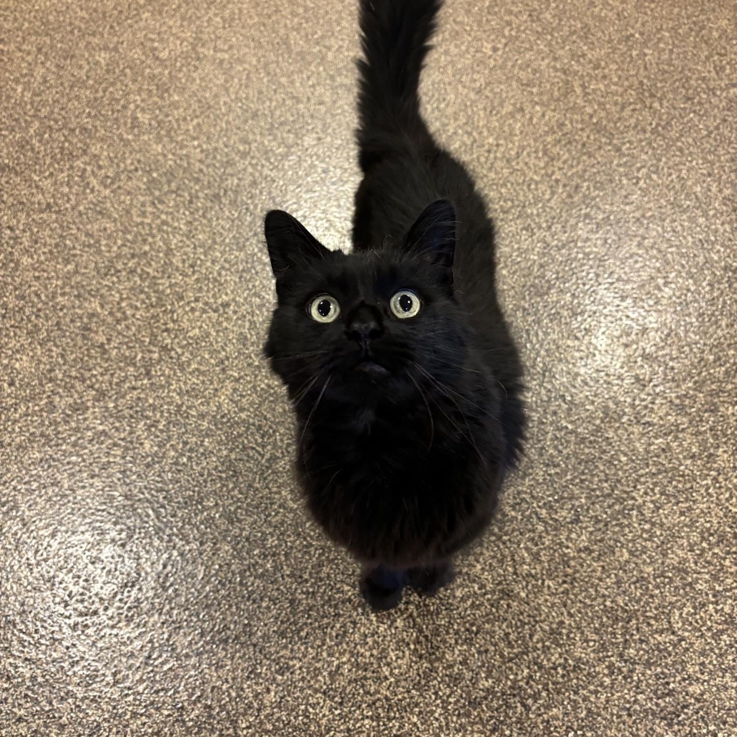 Enlarge Dakota, a ADOPTABLE Domestic Long Hair in Burlington, ON image 2/5