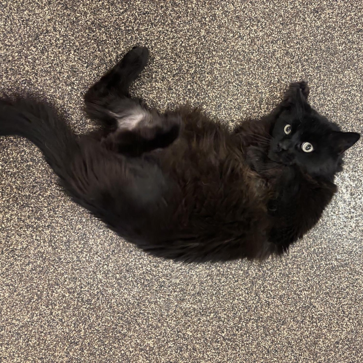Enlarge Dakota, a ADOPTABLE Domestic Long Hair in Burlington, ON image 3/5