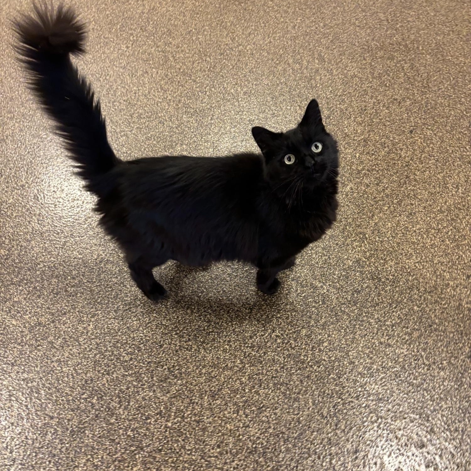Enlarge Dakota, a ADOPTABLE Domestic Long Hair in Burlington, ON image 4/5