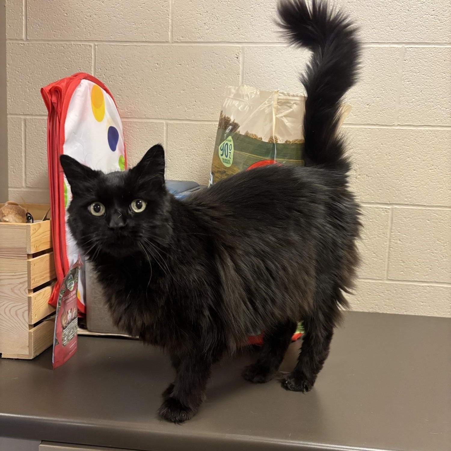 Dakota, ADOPTABLE, Senior Male Domestic Long Hair.