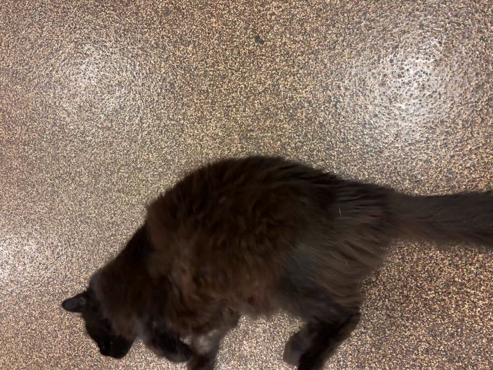Enlarge Dakota, a ADOPTABLE Domestic Long Hair in Burlington, ON video 5/5