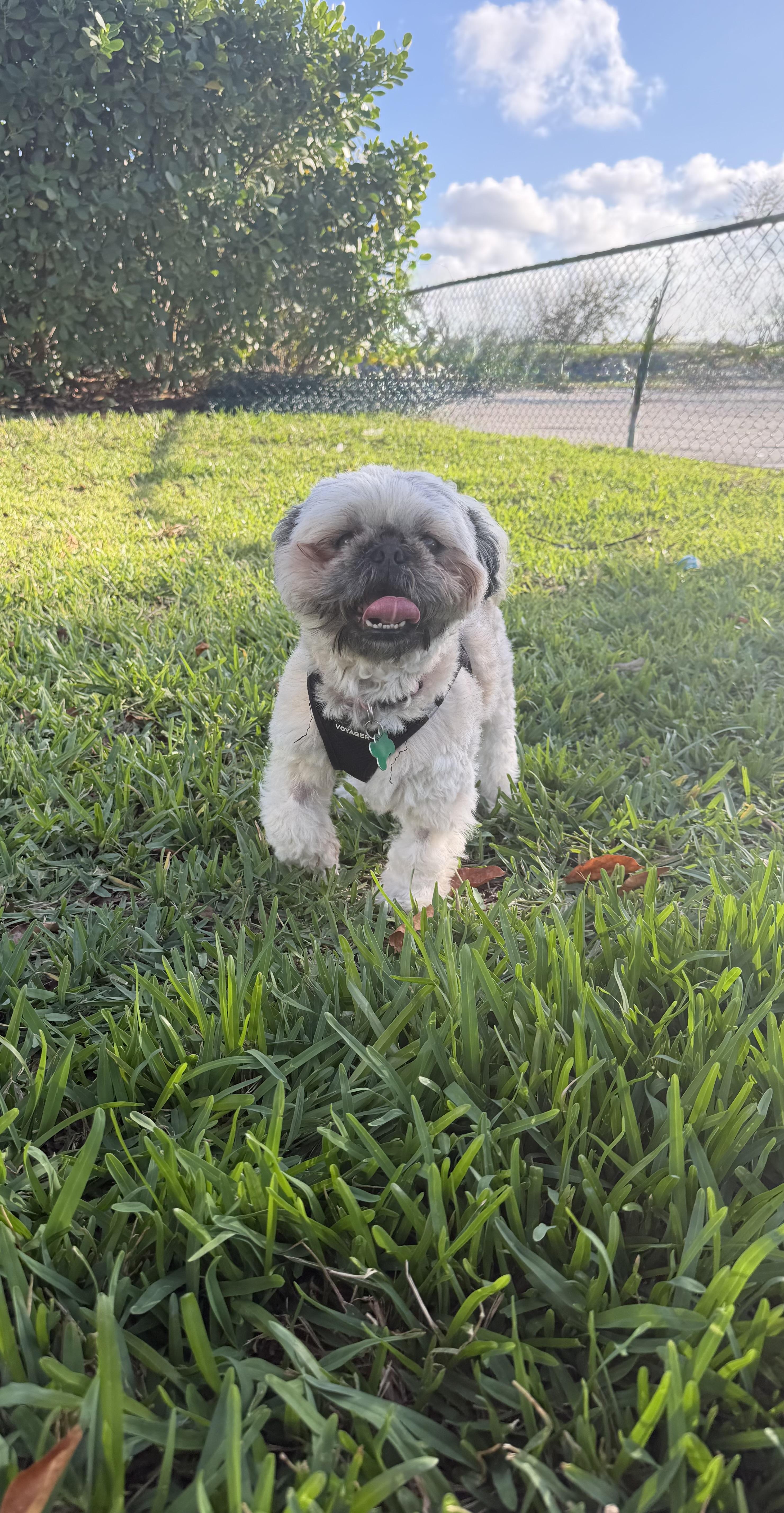 Enlarge Luna , a ADOPTABLE Shih Tzu in Boynton Beach, FL image 3/5