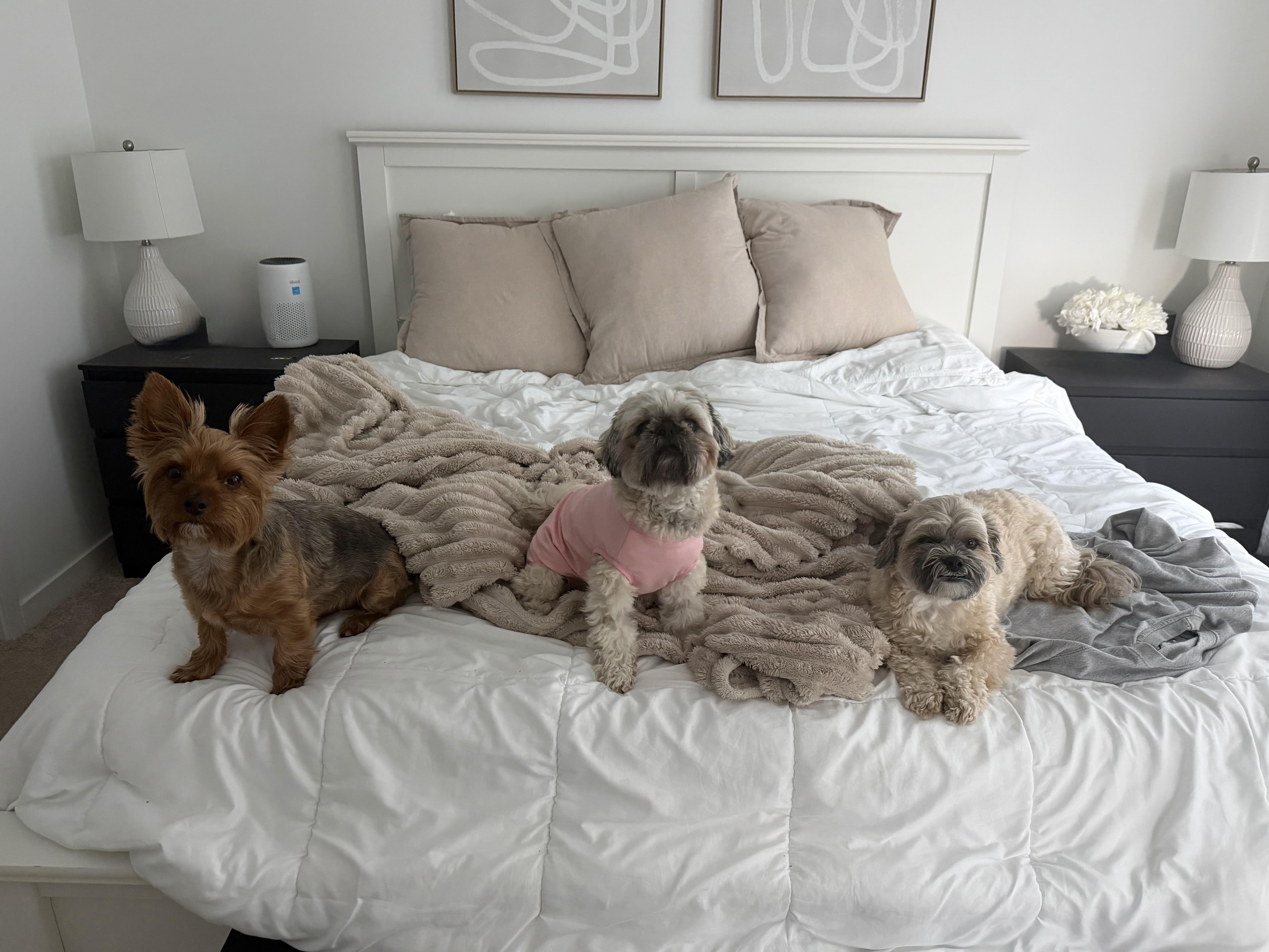 Enlarge Luna , a ADOPTABLE Shih Tzu in Boynton Beach, FL image 2/5