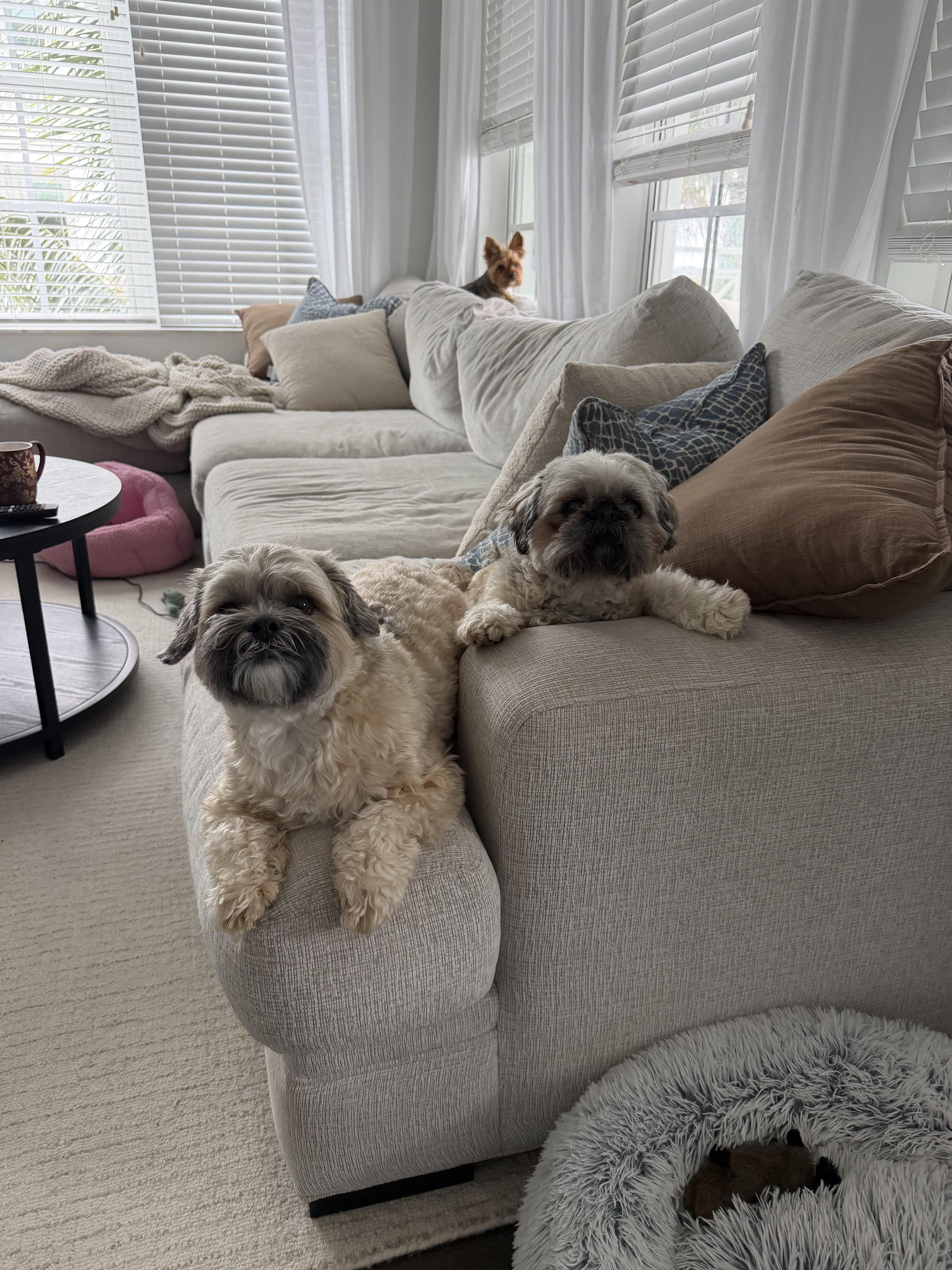 Enlarge Luna , a ADOPTABLE Shih Tzu in Boynton Beach, FL image 5/5