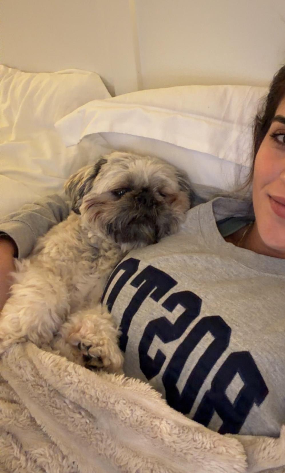 Enlarge Luna , a ADOPTABLE Shih Tzu in Boynton Beach, FL image 4/5