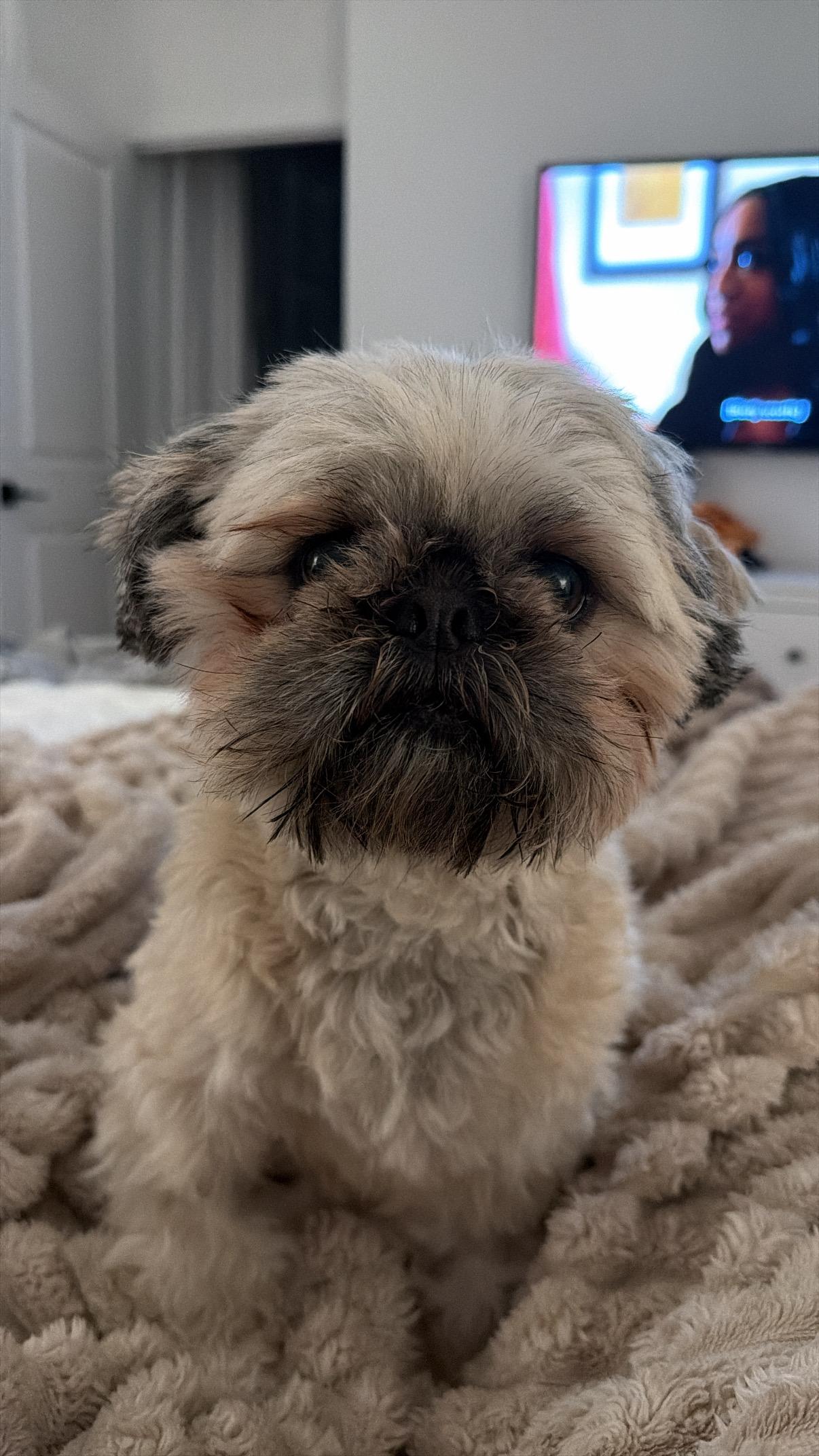 Luna , ADOPTABLE, Young Female Shih Tzu.