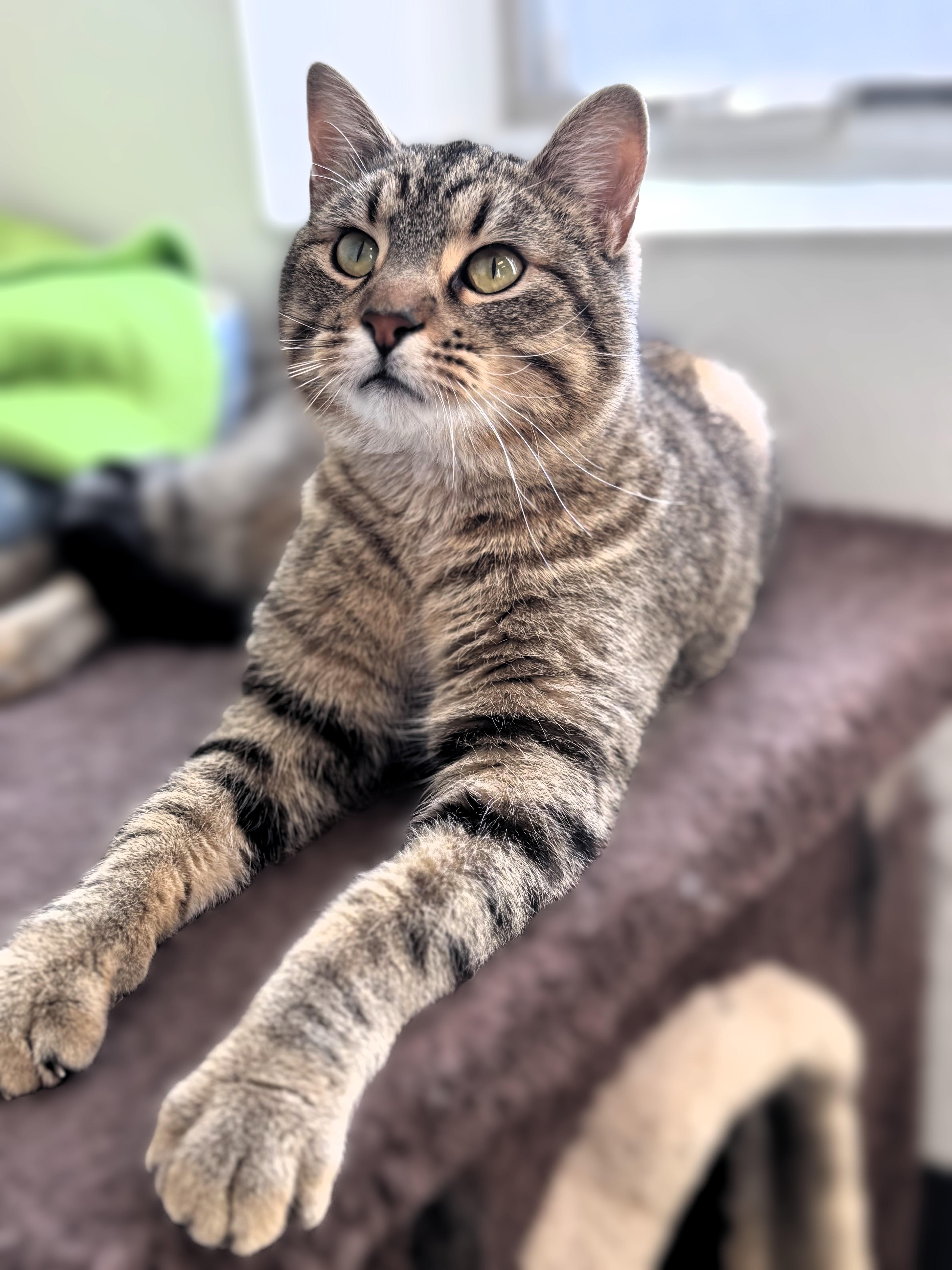 Buddy, a Adoptable Domestic Short Hair in Pekin, IL image 1/3