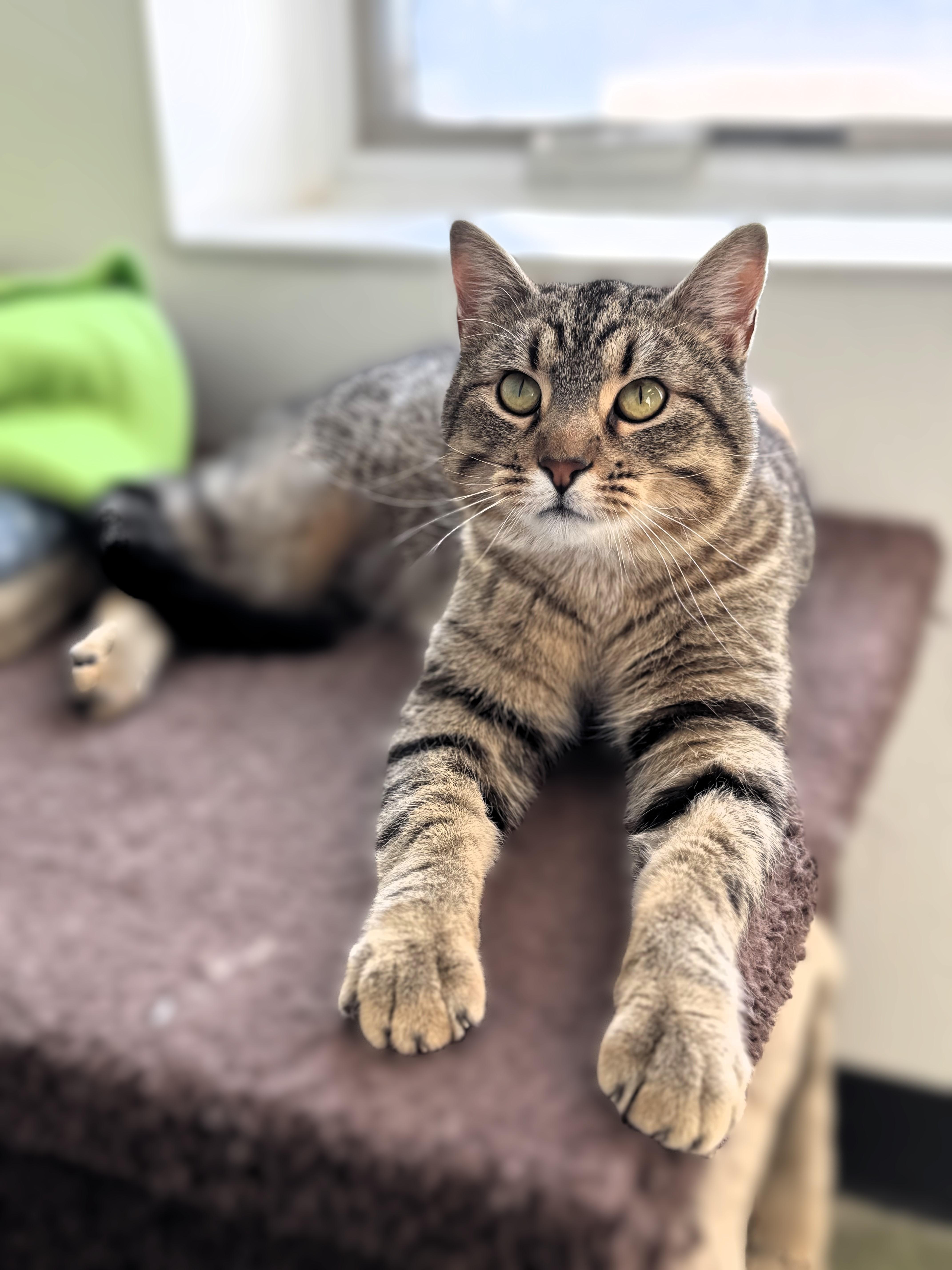 Buddy, a Adoptable Domestic Short Hair in Pekin, IL image 2/3