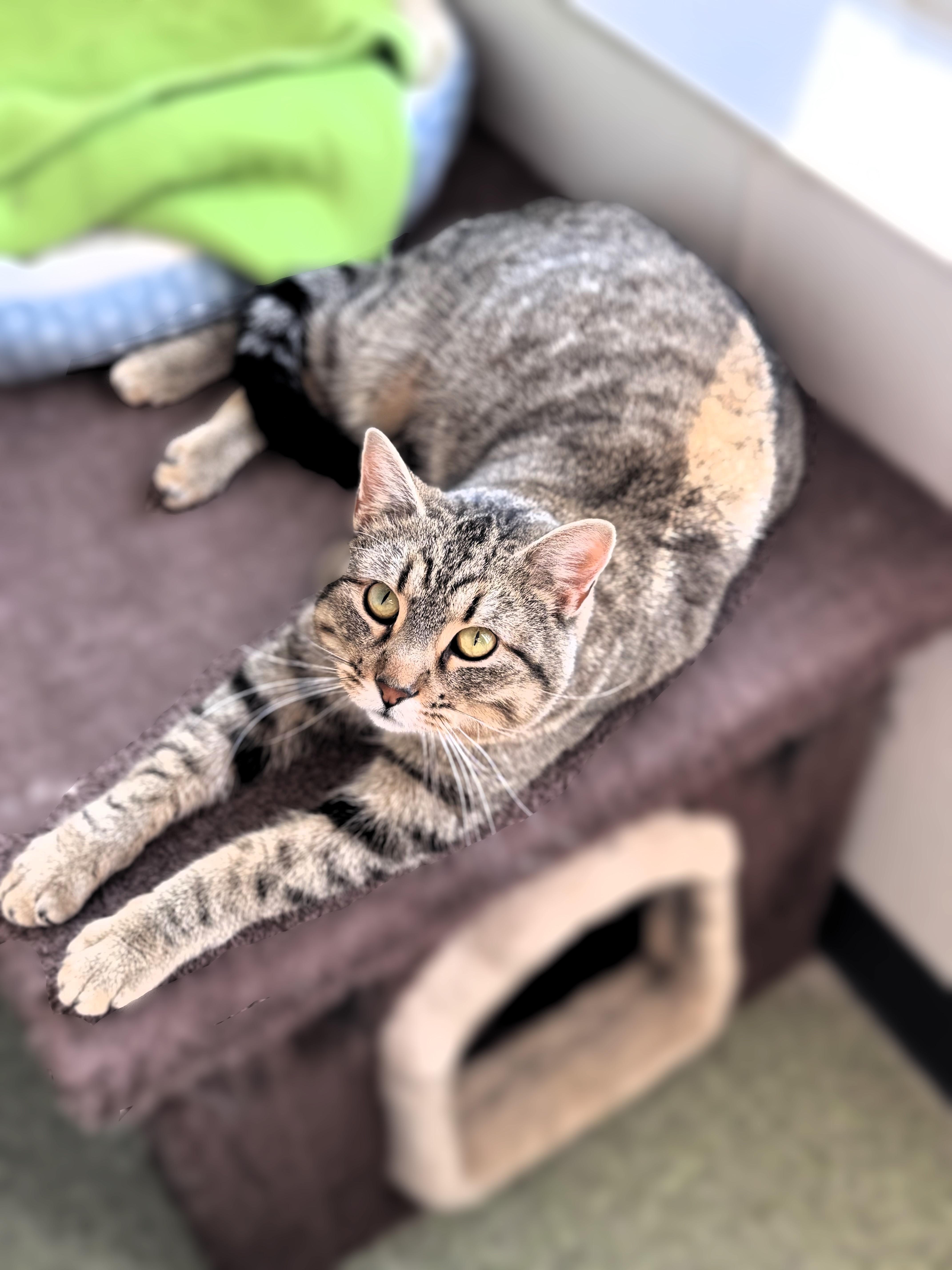 Buddy, a Adoptable Domestic Short Hair in Pekin, IL image 3/3