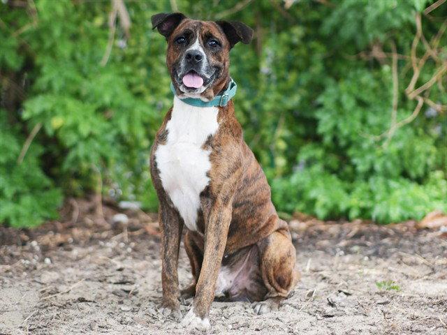 Enlarge NILE, a Adoptable Plott Hound in Tavares, FL image 1/1